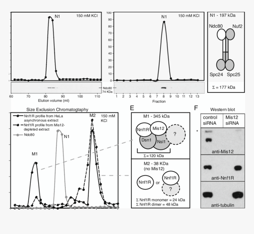 Diagram, HD Png Download
