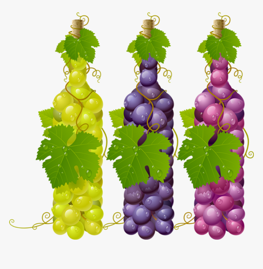 Grapes Vector , Png Download - Grapes Vector, Transparent Png