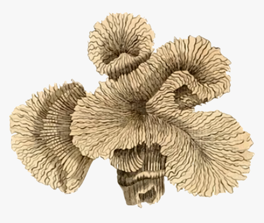 Medium Image Png - Coral Illustration Vintage, Transparent Png