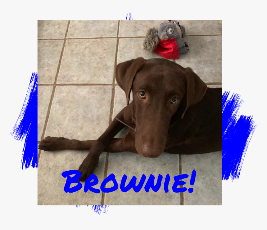 Chocolate Labrador Retriever Adoption - Companion Dog, HD Png Download