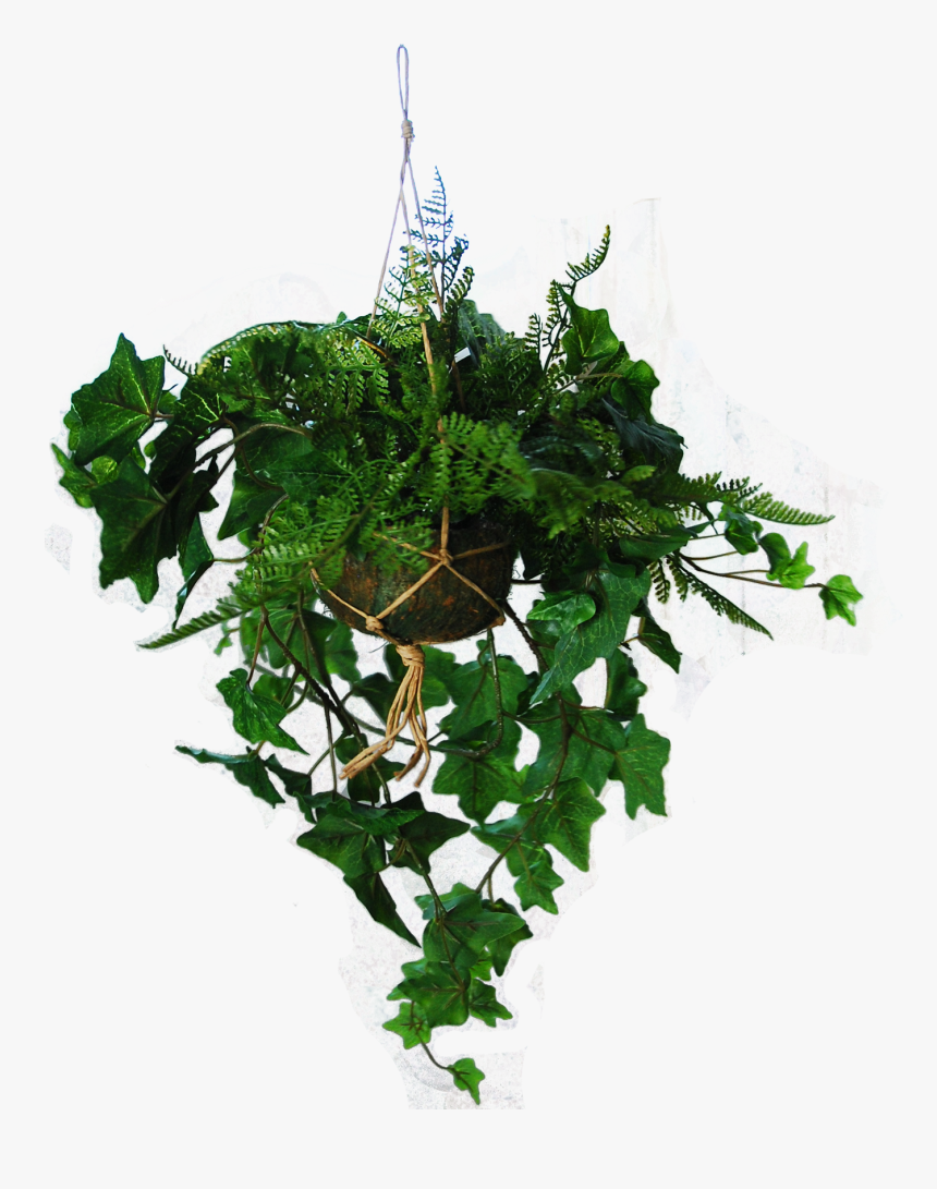 Christmas Tree, HD Png Download