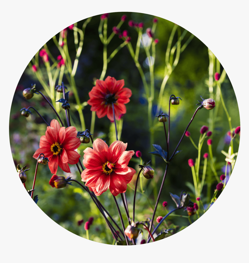 Dahlia 'bishop Of Llandaff', HD Png Download