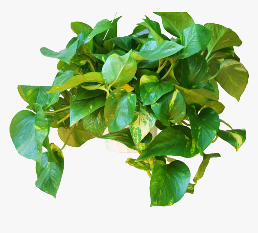 Transparent Hanging Ivy Png - Houseplant, Png Download