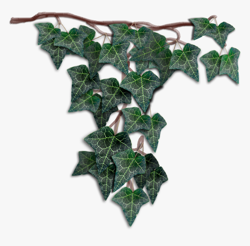 Datura Inoxia, HD Png Download