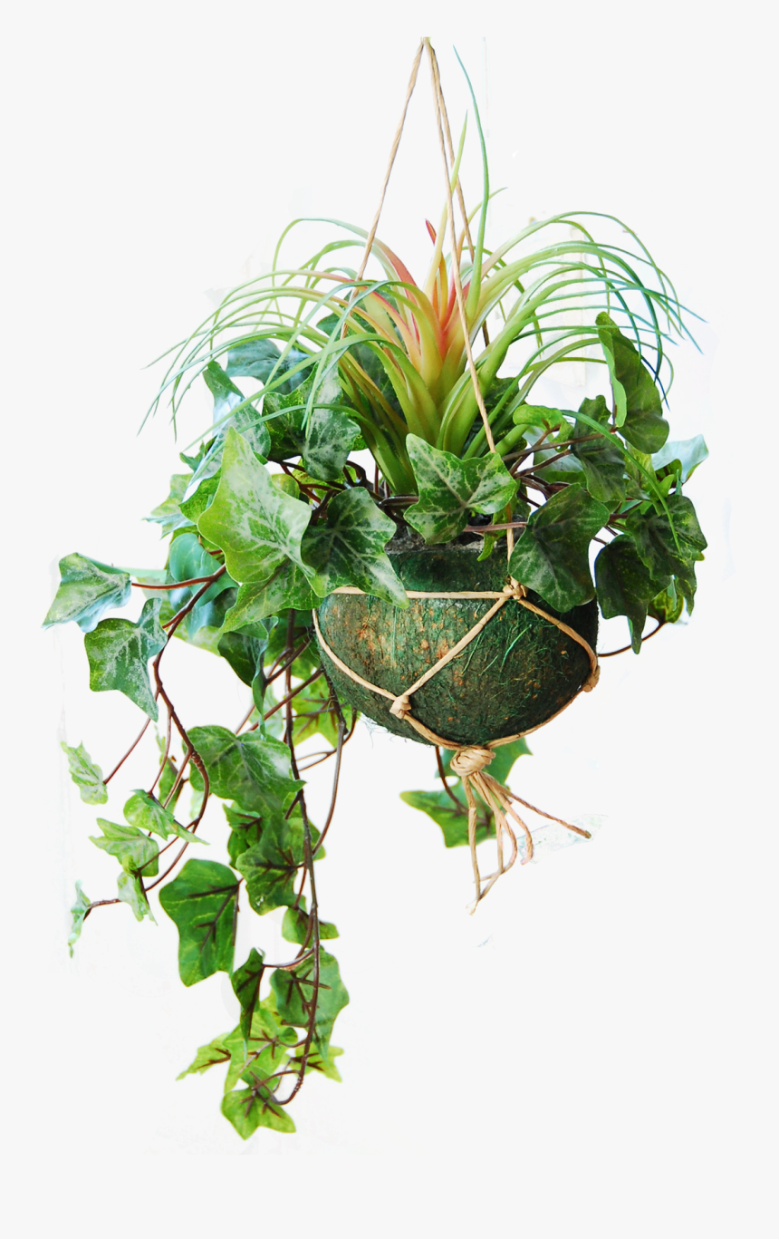 Grass, HD Png Download