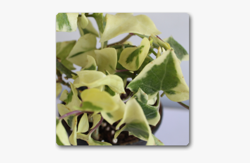 Houseplant, HD Png Download