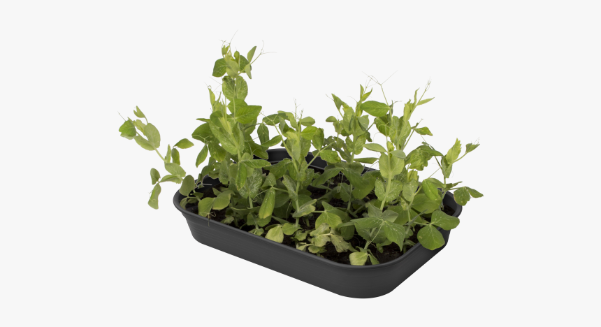 Flowerpot, HD Png Download