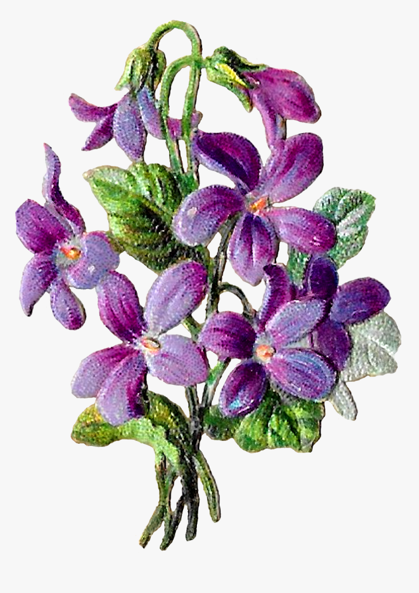 Acianthera Pectinata, HD Png Download