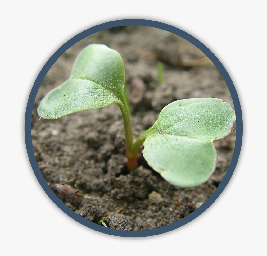 Cotiledones U Hojas Embrionales, HD Png Download