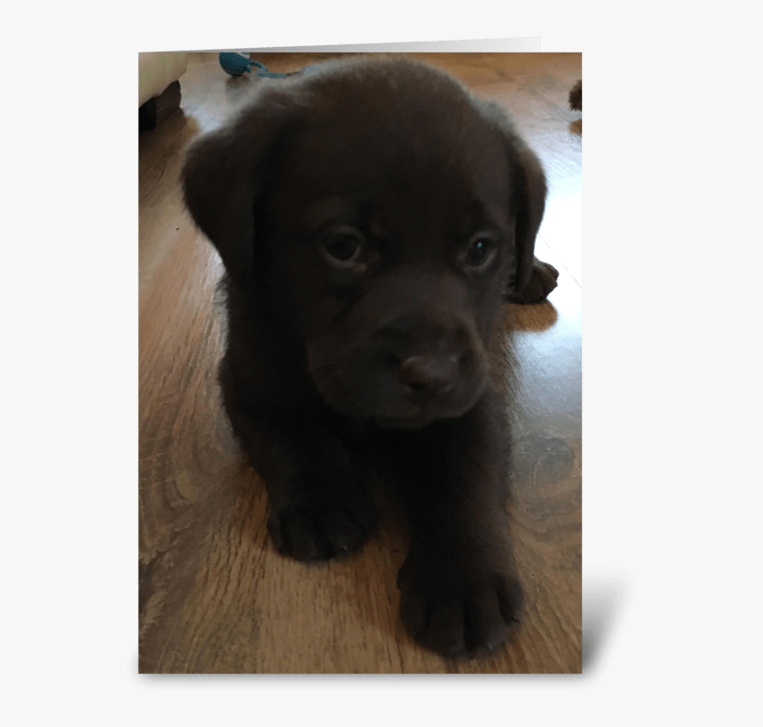 Chocolate Labrador Baby Greeting Card - Companion Dog, HD Png Download