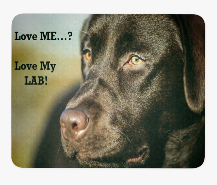 Labrador Retriever, HD Png Download