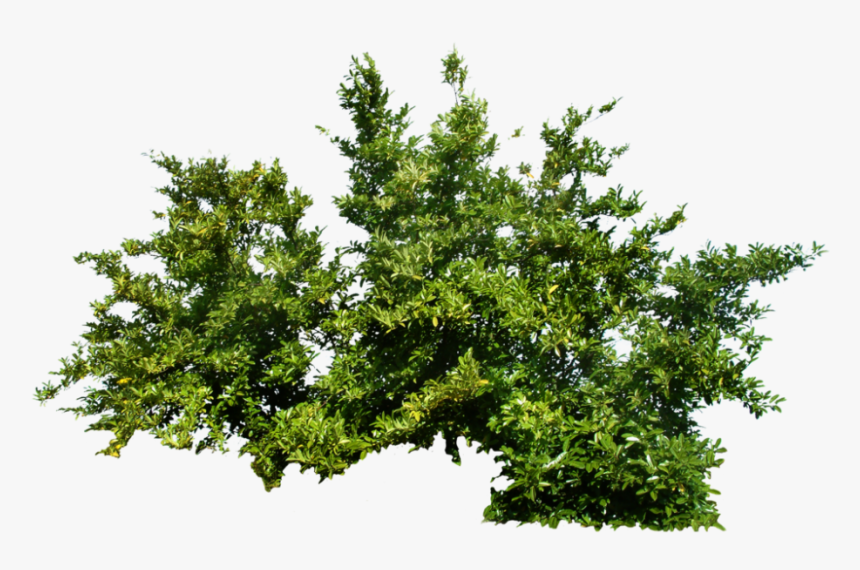 Plants Png Transparent Images - Transparent Background Shrub Png, Png Download