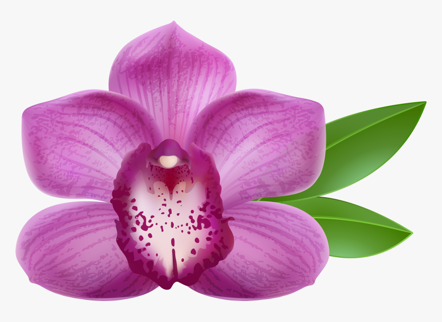 Purple Orchid Transparent Png Clip Art Image - Purple Orchid Flower Png, Png Download