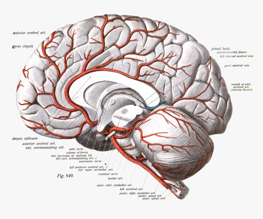 File - Sobotta - 3 - 1909 - 549 - Anterior Cerebral Artery Course, HD Png Download