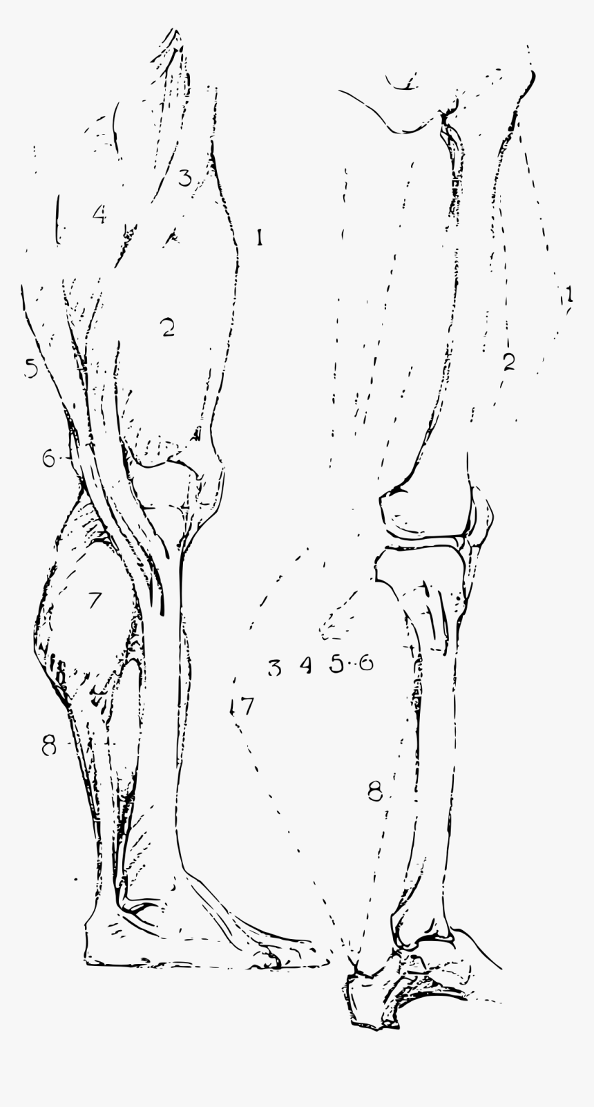Constructive Anatomy Drawing Book 193 Clip Arts - Line Art, HD Png Download