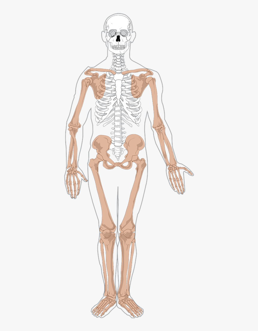 Free Human Skeleton Clip Art - Appendicular Skeleton, HD Png Download