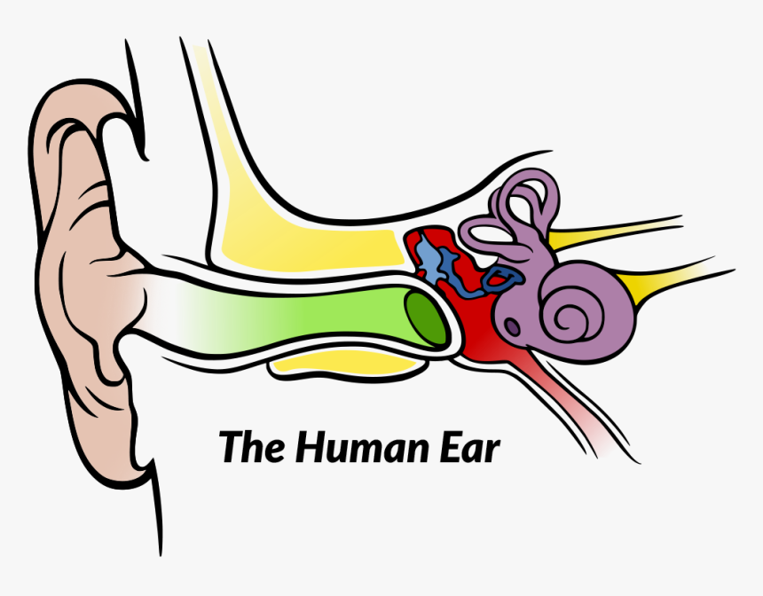 Anatomy Of The Human Ear, HD Png Download
