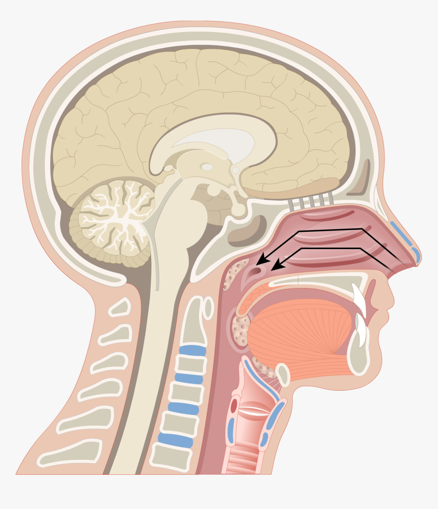 Pharynx Anatomy , Png Download - 3 Regions Of Pharynx, Transparent Png