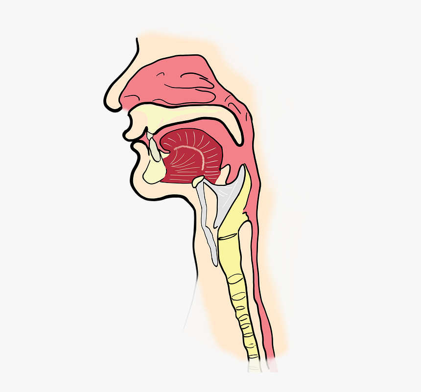 Transparent Anatomy Png - Pharynx Transparent Background, Png Download