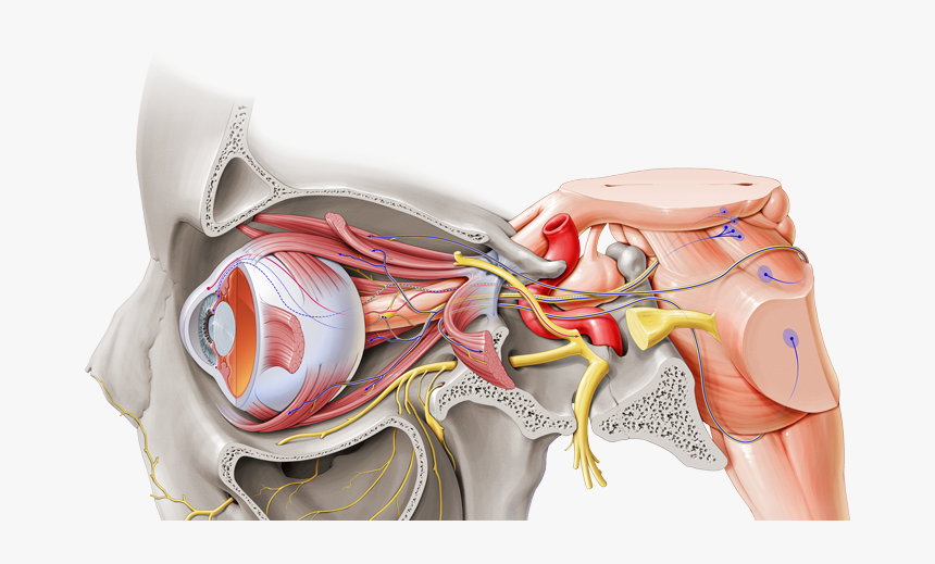 Nervo Oculomotor Troclear E Abducente, HD Png Download