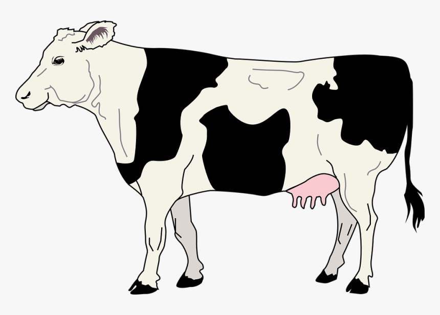Cow, Livestock, Cattle, Farm, Animal, Beef, Dairy, - Cow Clipart Black And White, HD Png Download