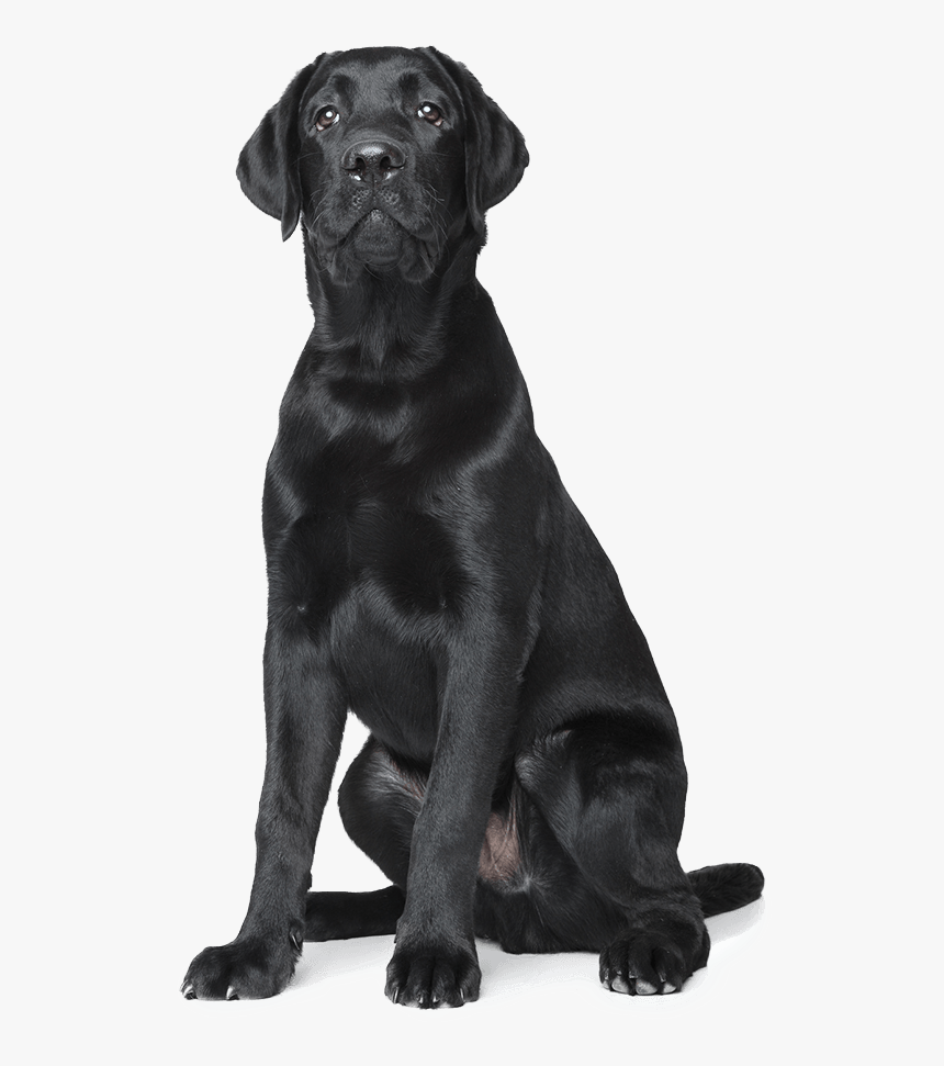 Home Remodeling Services Nh - Labrador Retriever, HD Png Download