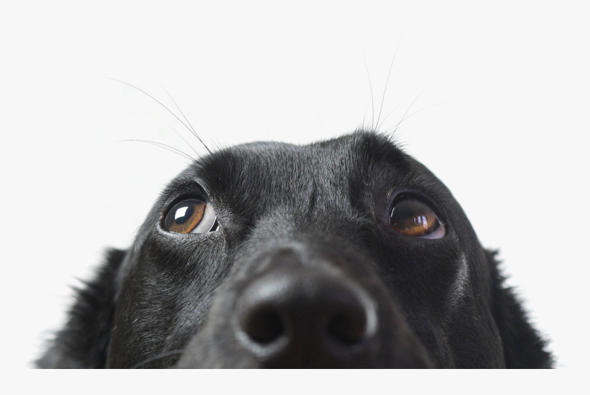 Dog Has Mucus In Eye, HD Png Download