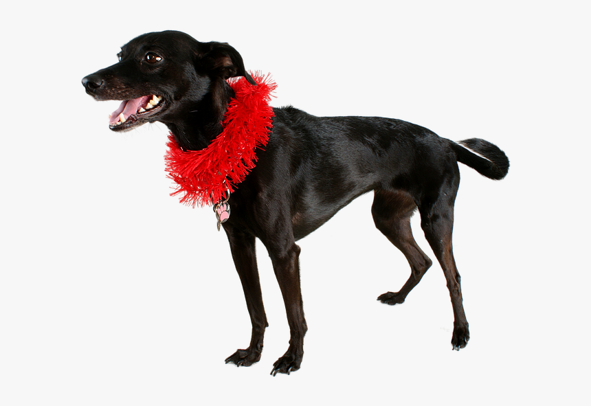 Dog, Black Dog, Pet, Mutt, Black, Animal, Cute, Canine - Dog Catches Something, HD Png Download