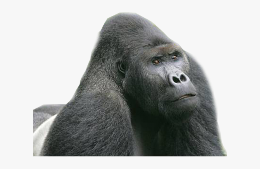 Gorilla Png Transparent Images - Endangered Eastern Lowland Gorilla, Png Download