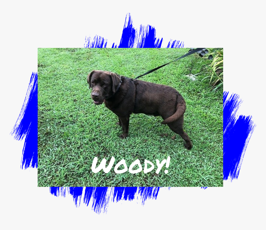 Dog - Labrador Retriever, HD Png Download