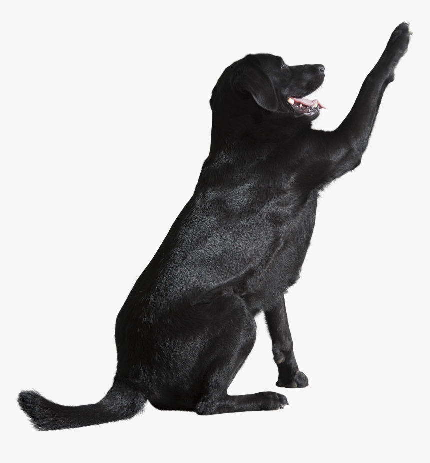 Dog Catches Something, HD Png Download