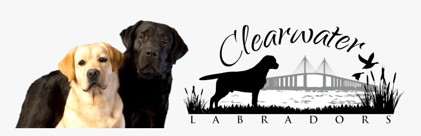 Clearwater Labradors - Labrador Retriever, HD Png Download