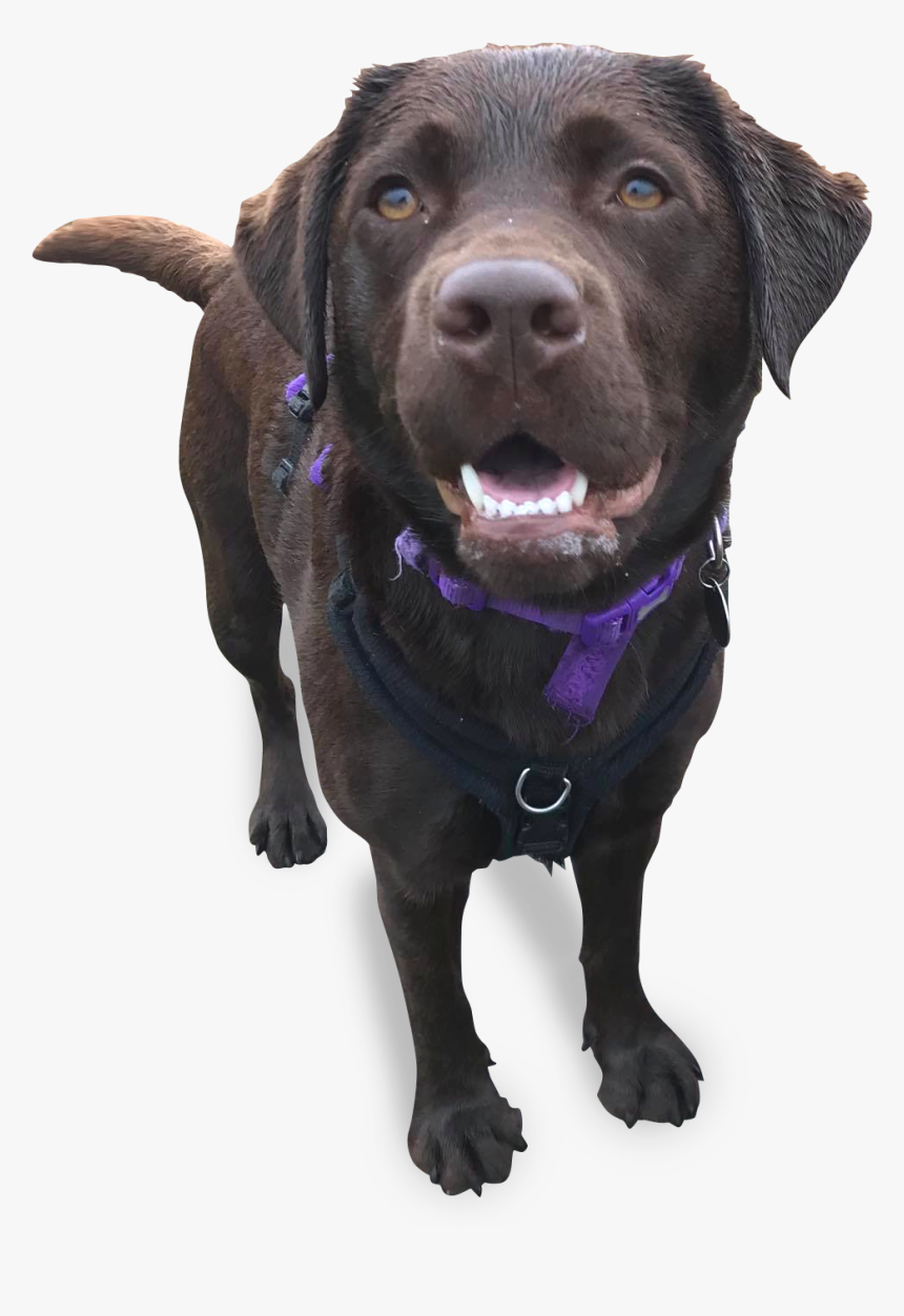 Dog Catches Something, HD Png Download