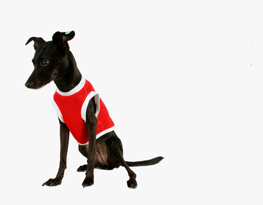 Dog, Black Dog, Pet, Pet Clothes, Mutt, Black, Animal - Perro Negro Con Ropa, HD Png Download