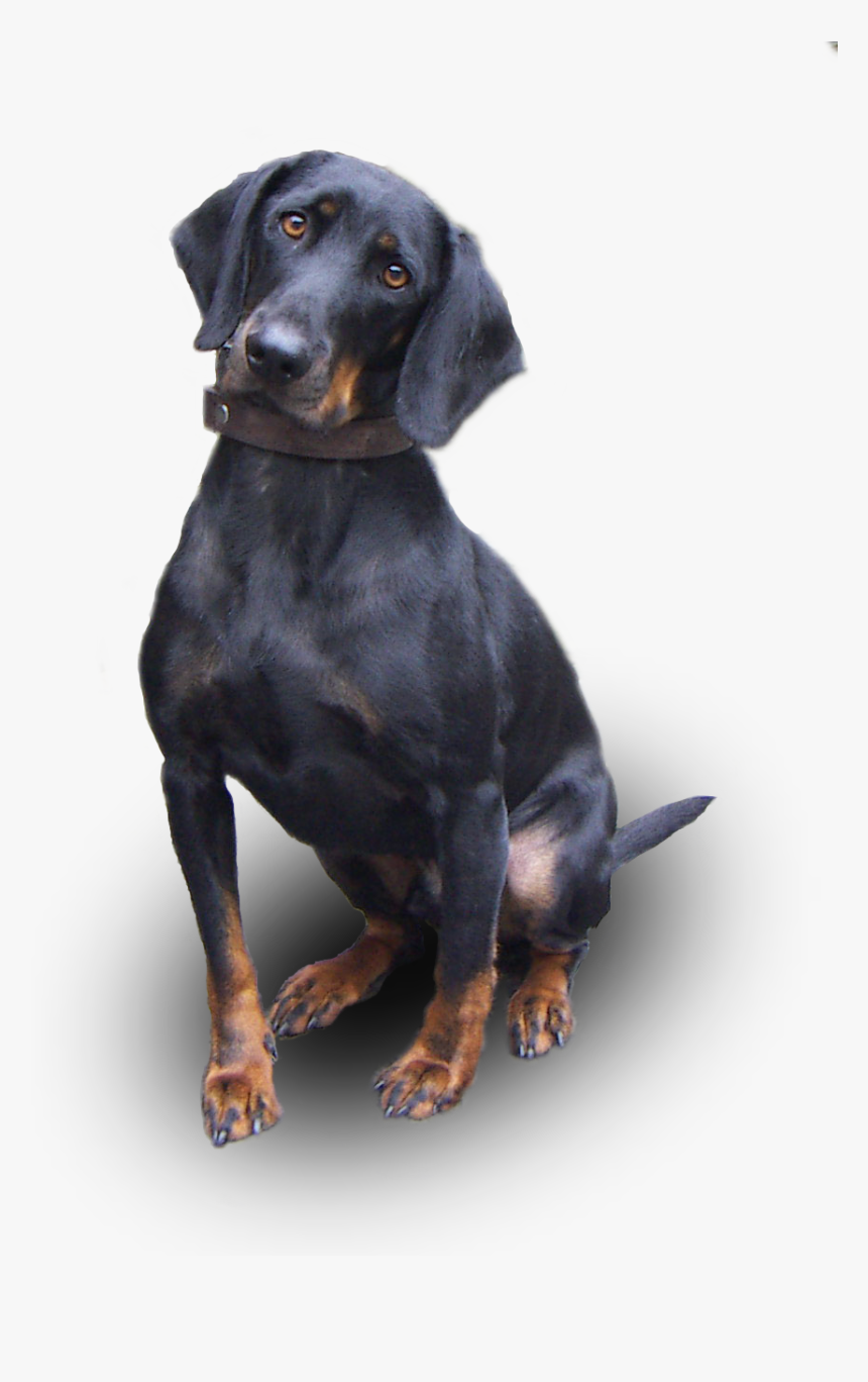 Bon Toutou - Austrian Black And Tan Hound, HD Png Download