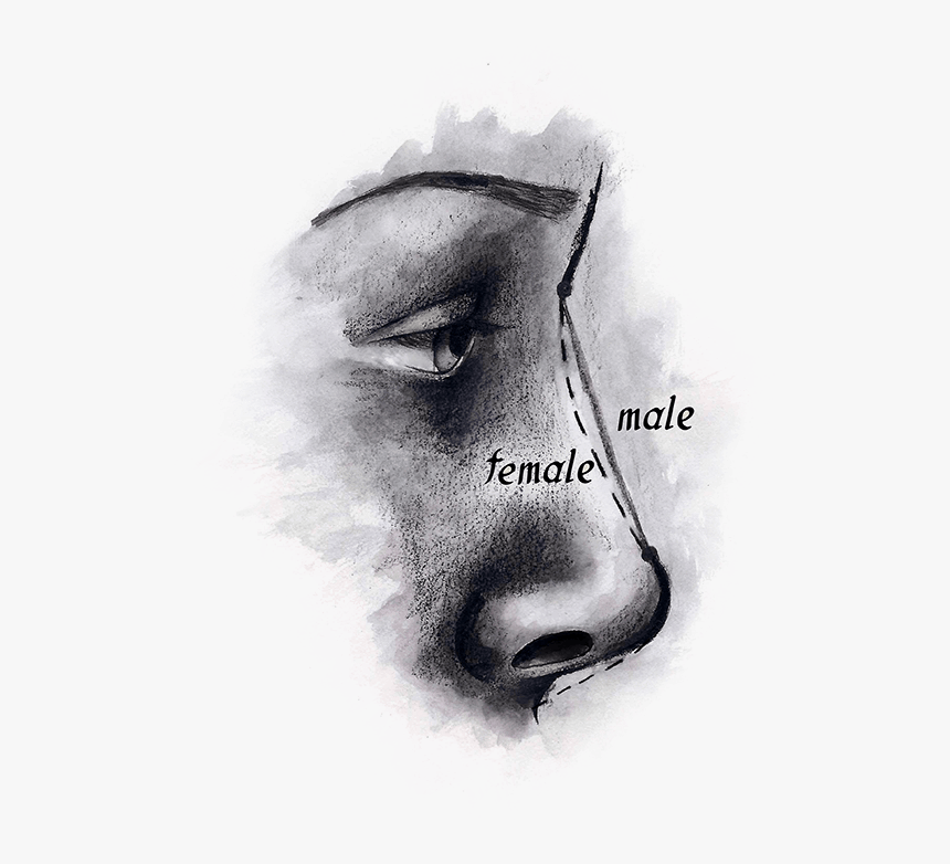 Sketch, HD Png Download