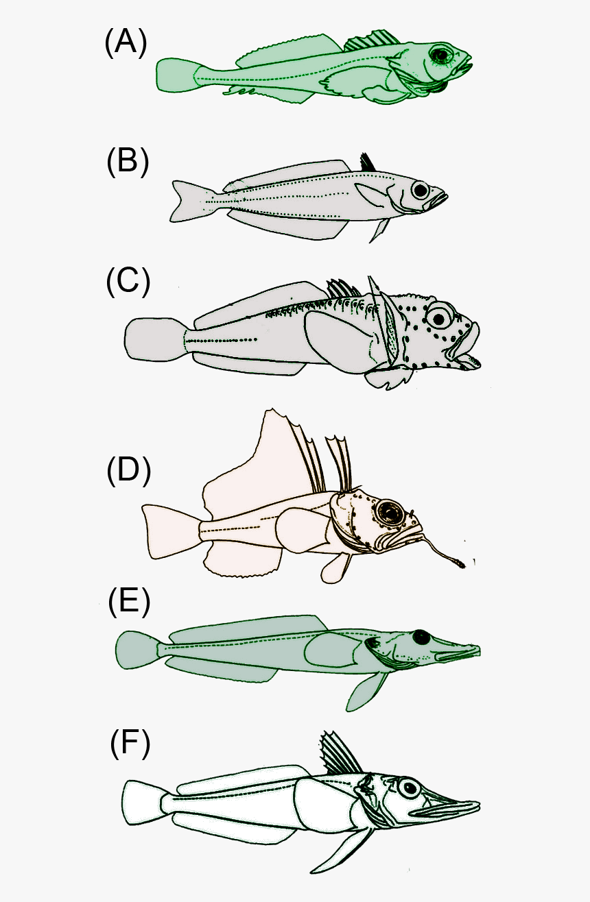Antartic Fish - Peces De La Antartida, HD Png Download