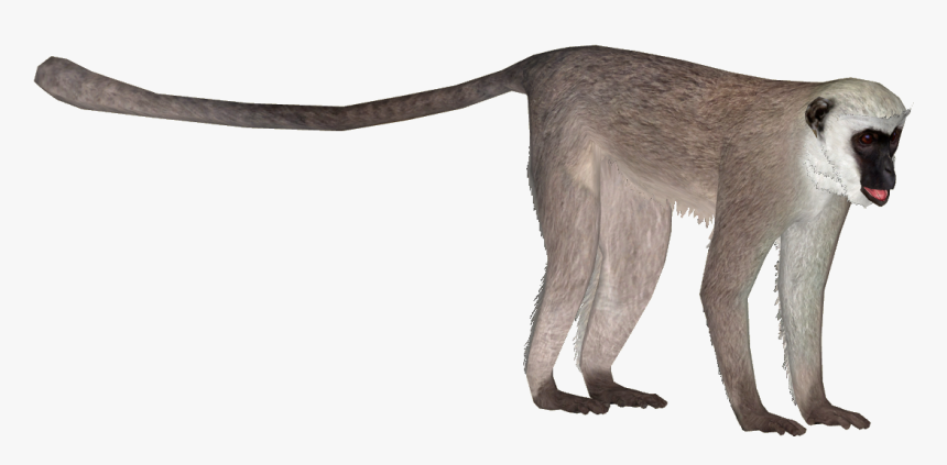 Vervet Monkey Png , Png Download - Zoo Tycoon 2 Langur, Transparent Png