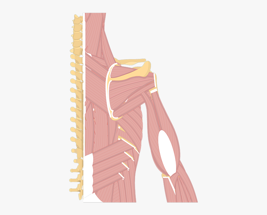 Illustration, HD Png Download