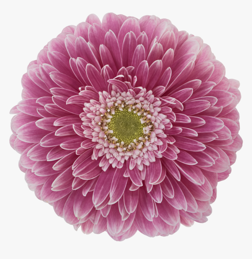 Gerbera Power Ball, HD Png Download