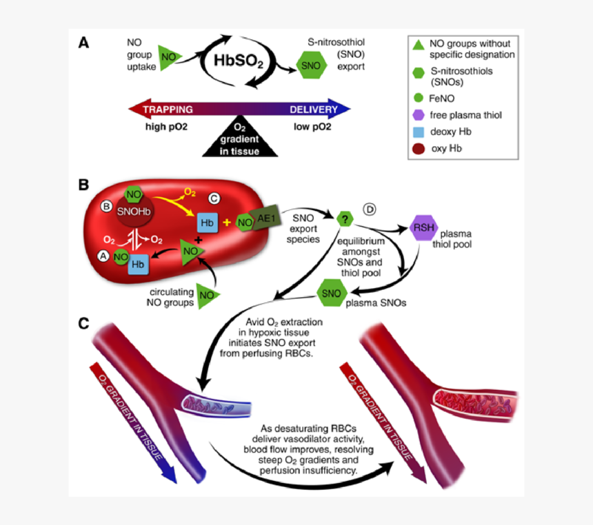Nitric Oxide Red Blood Cells, HD Png Download , Transparent Png Image