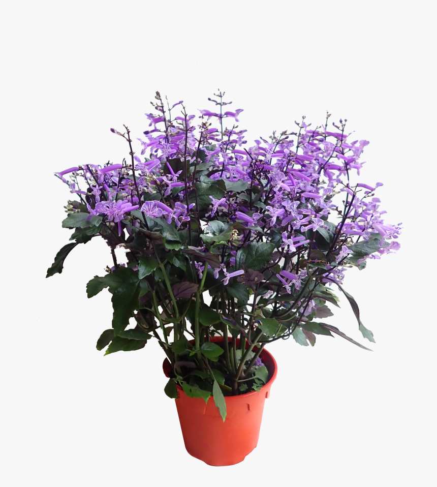 Plectranthus Mona Lavender Blooming Care, HD Png Download