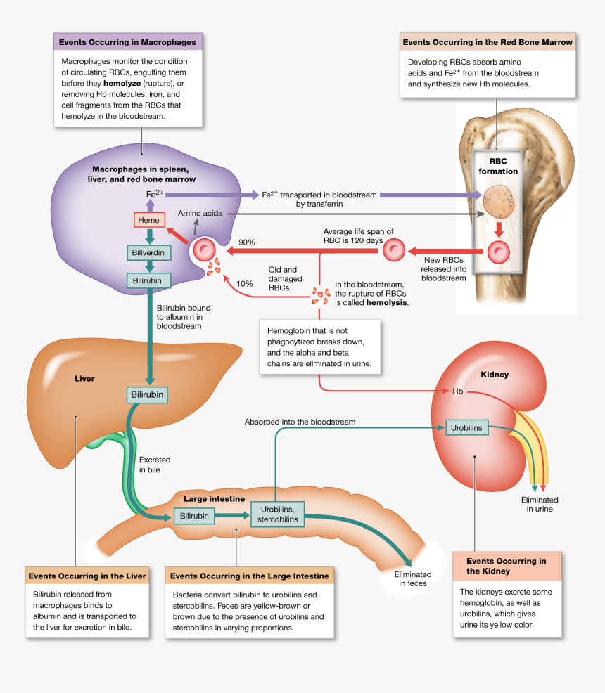 Recycling The Components Of Hemoglobin, HD Png Download