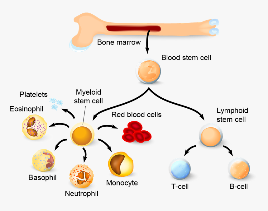 Life Span Of A Cell, HD Png Download