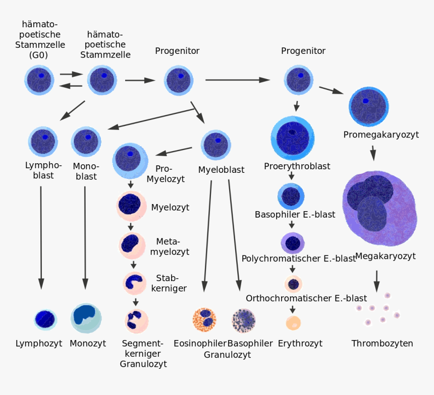 Stem Cell Vs Blast, HD Png Download