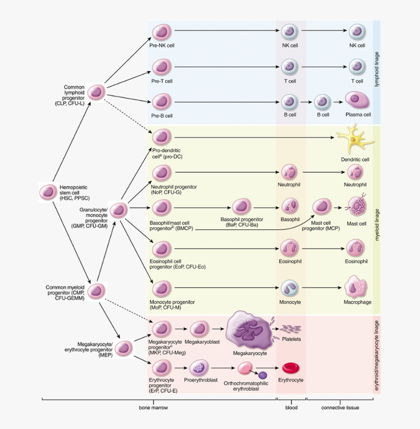Blood Cell Generation Location, HD Png Download