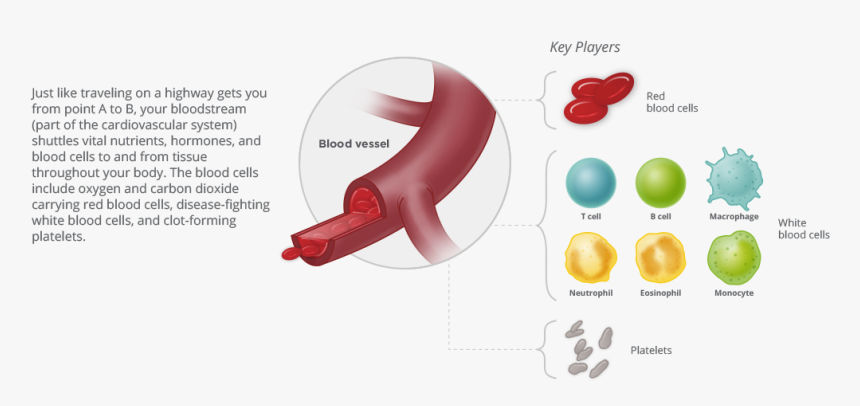 Blood Cancer Habitat - Bone Marrow Png, Transparent Png