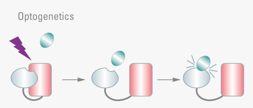 Graphic Design, HD Png Download