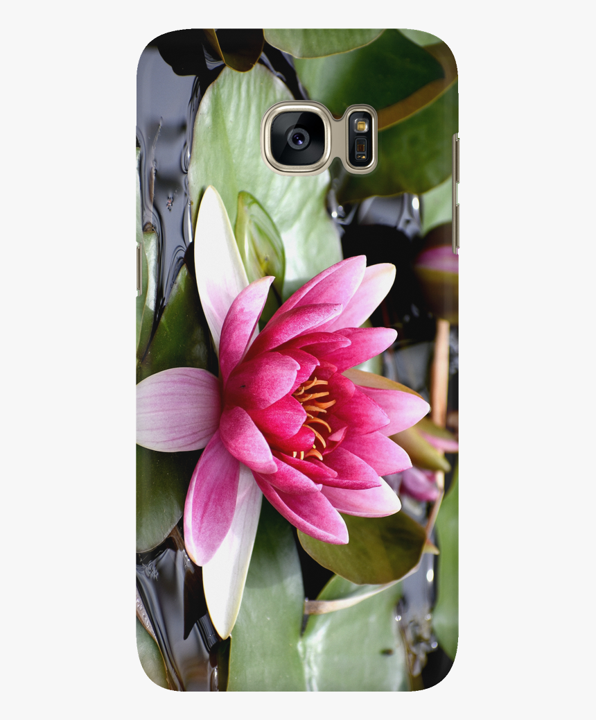 Lily Pads Png, Transparent Png