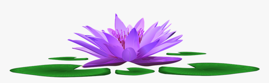 Water Lily, Lake, Pond, Nature, Blossom, Bloom, Water - Sacred Lotus, HD Png Download